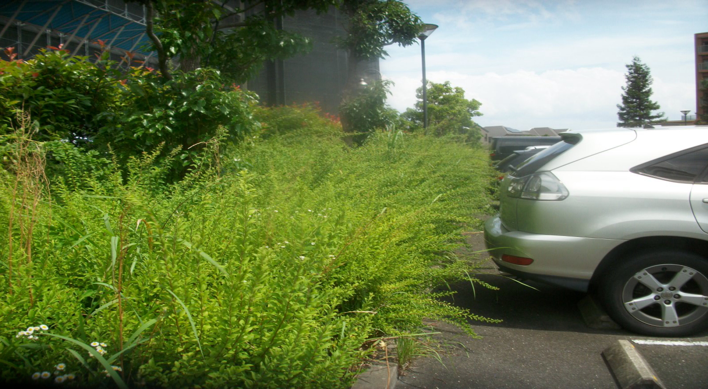 低木剪定の植栽管理事例