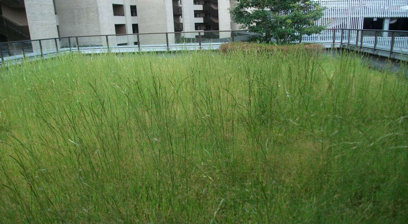神戸市の植栽管理事例