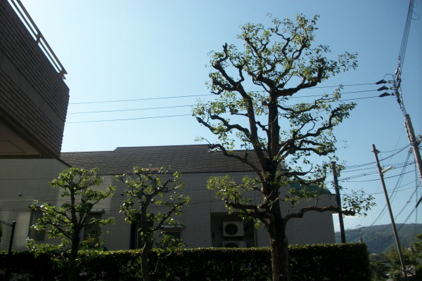 芦屋市マンション 植栽管理